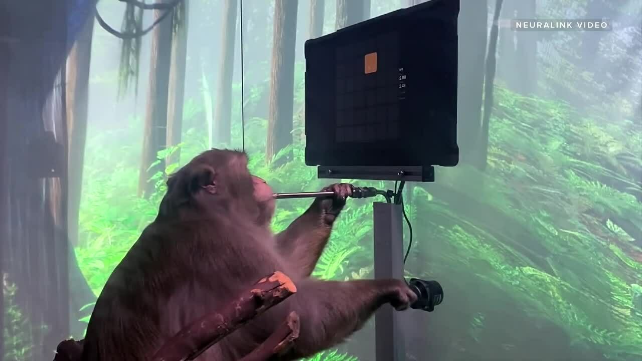 Khỉ chơi game nhờ chip não Neuralink